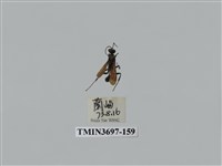 藏品(膜翅目(蜂))的圖片